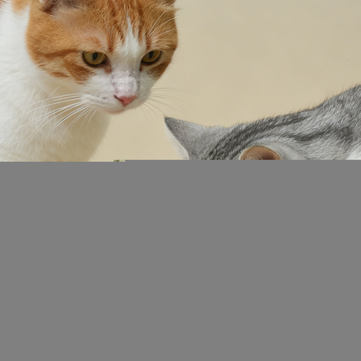 BLACK NOSE Duck & Tuna Wet Cat Food